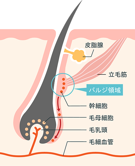 バルジ領域